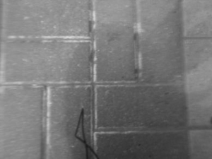 Алексей Нарочный