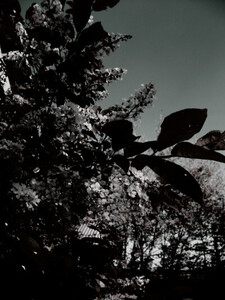 Наталья Савельева